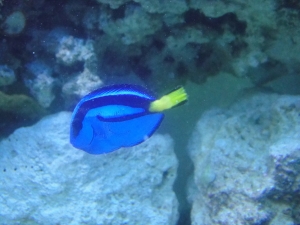 Cleo (Hippo Tang)