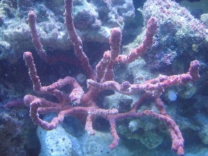 Purple Gorgonian