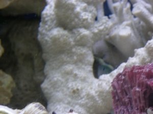 Chromis Peek A Boo