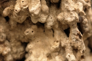 Close-up.