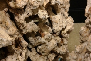 Close-up.