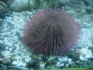 Cotton Candy  Purple Urchin