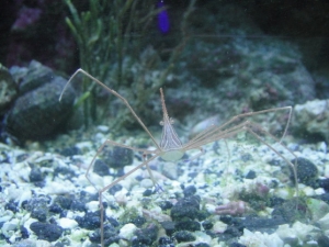 Arrow Crab