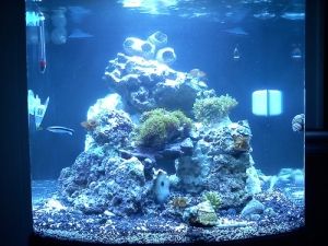 Front veiw Jbj nano cube 28 gallon LED