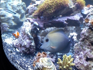 Mr. Bubbles and Friends