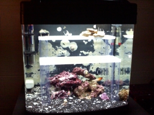 Front veiw of my Biocube 14 with frag stand and dartfish
