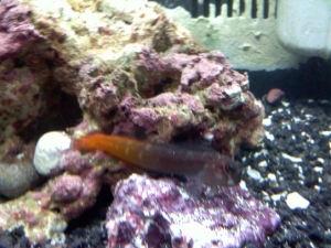 Bicolor Blenny..grumpy monster..1 and a half inch beast..lol