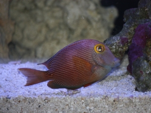 IMG 0908
