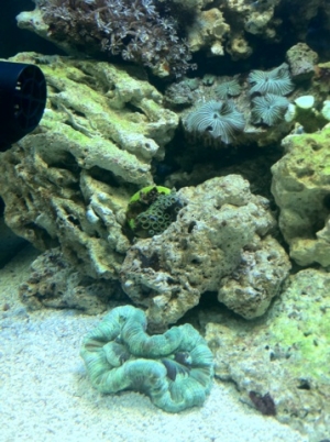 Just added in the open brain green.