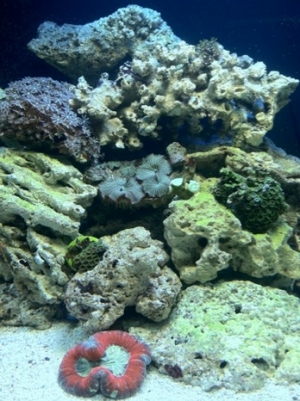Thinking of removing that top live rock...