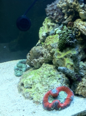 Early Zoa colony