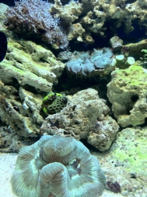 Daisy Polyps, green striped mushrooms, a small zoa colony and a green open brain coral.