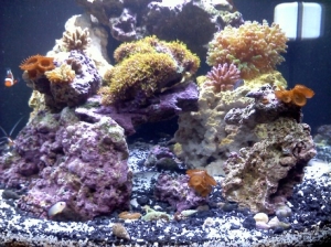 baby purple dartfish left corner...