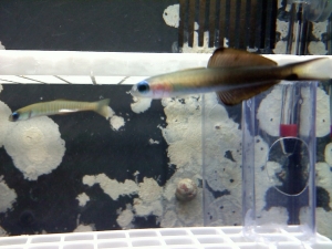 brand new zebra bar dartfish in the back..tiny baby