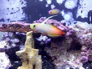 smokey the red dartfish