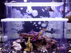 the 4 dartfish