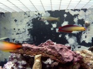 new zebra bar dartfish baby
