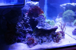 Looking in the left side of the tank