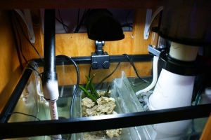 sump/fuge