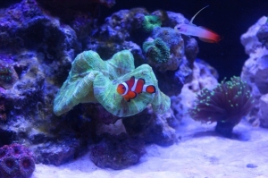 My clown and firefish hanging out together