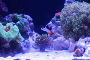 My firefish