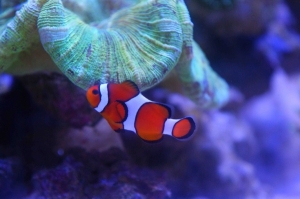 My favorite fish, a ~2yr Occ. Clown that sure loves her brain coral