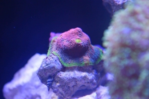 My one and only chalice, man has this sucker really started to grow