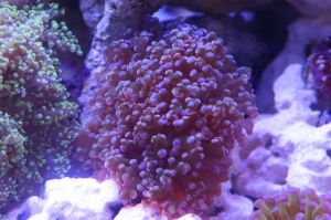 The free frogspawn I got from fellow member blackraven