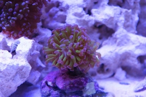 My branching hammer