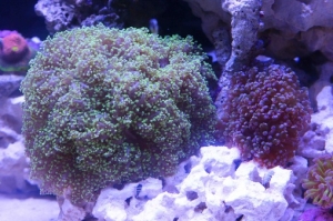 Two different frogspawns