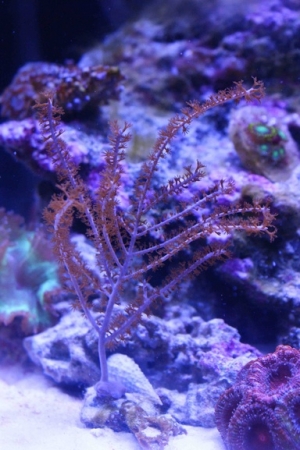 A free gorgonian courtesy of Coral Morphologic
