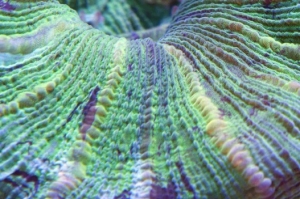 Up close brain