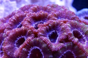 The first acans I purchased. Now too many heads to count.