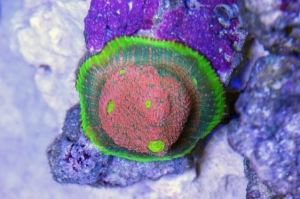 Above shot of my chalice. Has grown from 1 eye to 6 eyes.