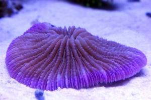 A new purple plate from Reef-a-holic