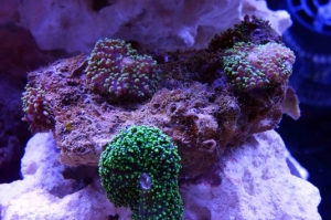 Green hairy mushrooms