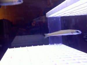 baby zebra bar dartfish