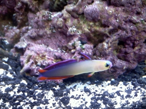 baby dartfish