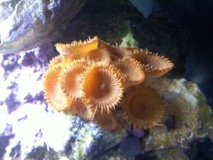 UT orange button polyps
