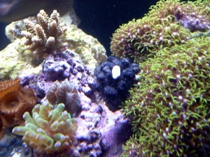 blue tuxedo urchin with camo