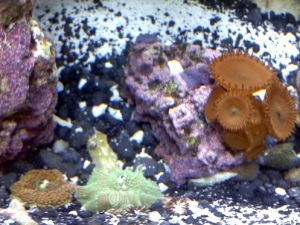 ricordia and mushroom with UT orange button polyps