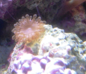 DSCF0221