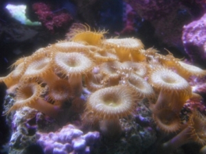 green button polyps