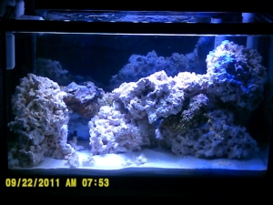 29g Display pre-powerheads