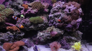 other side of my 6 month old reef tank