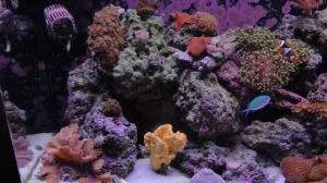 My 6 month old reef tank
55 gallons