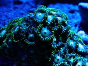 Green Dragon Eye Zoanthid under LED moonlights