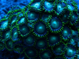 green zoanthids under actinics