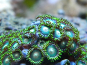 green zoanthids under actinics + 10k daytime
