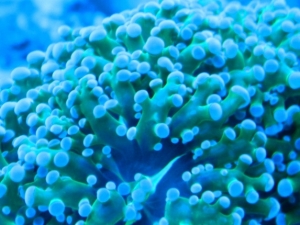 Frogspawn